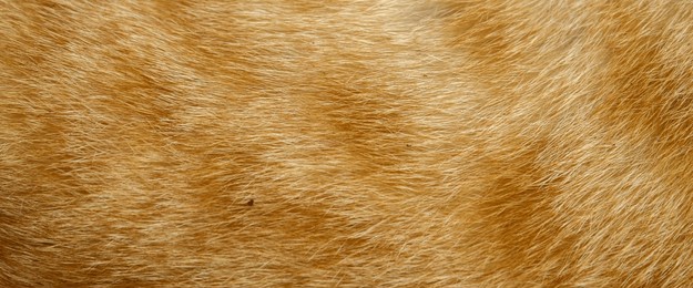 orange striped cat fur texture