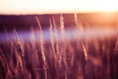 brown grass with sunshine.