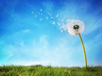dandelion with seeds blowing away in the wind across a clear blue sky with copy space