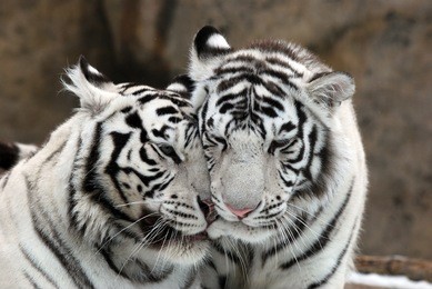 white tigers