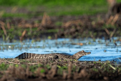 yacare in the iberá wetlands, corrientes, argentina