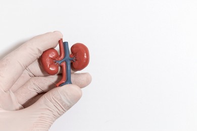 a gloved hand holding a small anatomical kidney model on a clean white background, ideal for medical and educational use.