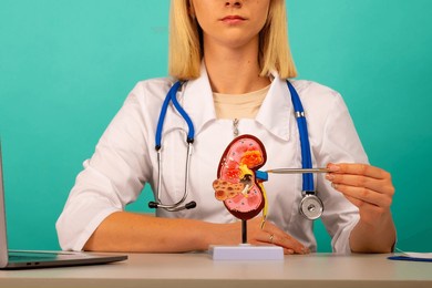 doctor showing pen on a anatomical model of human kidney