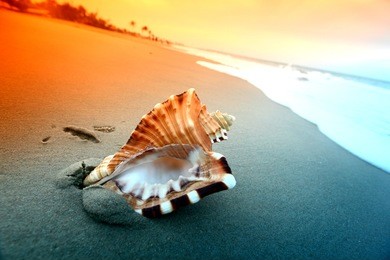 shell on sand