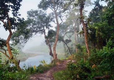 jungle in royal chitwan national park, nepal.