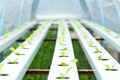 organic hydroponic vegetable garden open farm