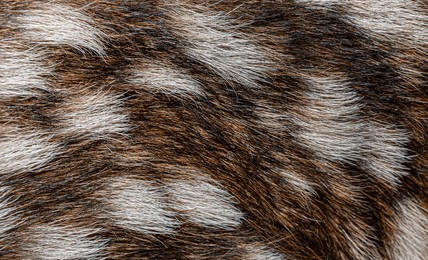 soft, spotted fur of a newborn red deer fawn - cervus elaphus - reveals intricate details and delicate texture