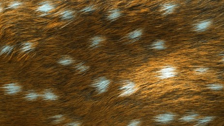 extreme close-up of spotted deer fur texture, natural brown animal skin with white spots pattern, detailed axis deer hair background for wildlife and nature design concept