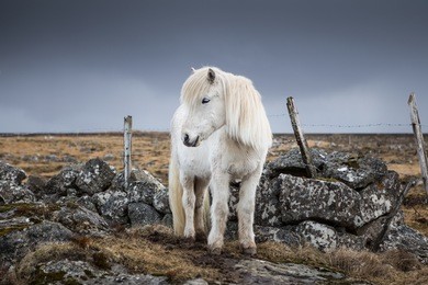 icelandic horse