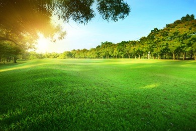 beautiful morning sun light shining  in public park with  grass field and green fresh tree bush use as copy space and natural background,backdrop
