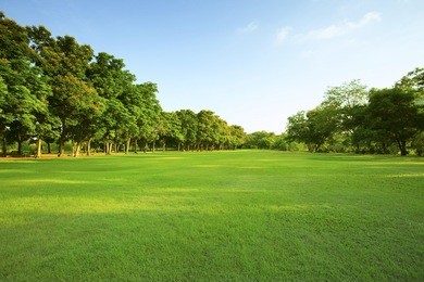 beautiful morning light in public park with green grass field and green fresh tree plant perspective to copy space for multipurpose