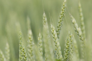 close-up of wheat crops growing in farm