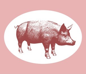 vector illustration pink pig engraving style isolated on white background