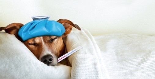 jack russell dog sleeping in bed with high fever temperature, ice bag on head, thermometer in mouth, covered by a blanket