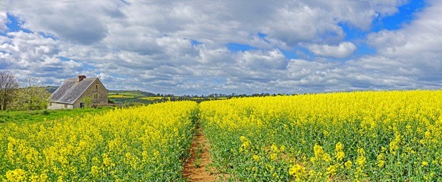 a footpath through a field of oil seed rape near to a cotswold farm house in spring, the cotswolds, gloucestershire, united kingdom
