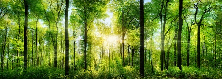panorama of a scenic forest of fresh green deciduous trees with the sun casting its rays of light through the foliage