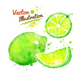 vector watercolor hand drawn illustration of lime.