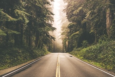 foggy straight redwood highway in northern california, united states