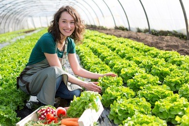 view of an young attractive woman harvesting vegetable in a greenhouse