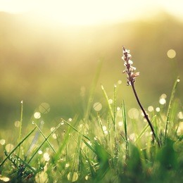 dry white flower in wet green grass. fresh outdoor nature background