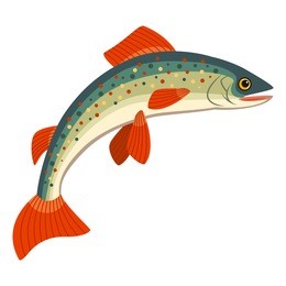 salmon