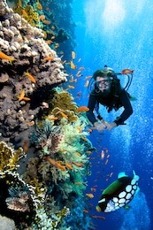 photo of a coral colony and diver,  red sea.