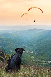 dog whith paragliding