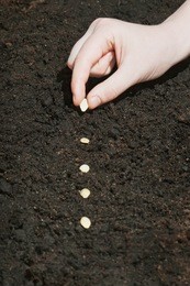 female hands planting  pumpkin seeds in the ground.