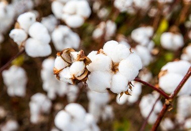 close-up of ripe cotton bolls on branch