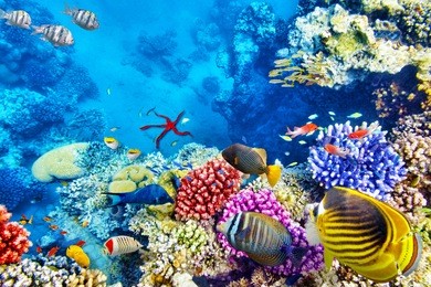 wonderful and beautiful underwater world with corals and tropical fish.