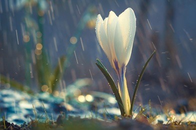 single flower of white crocus in the spring rain