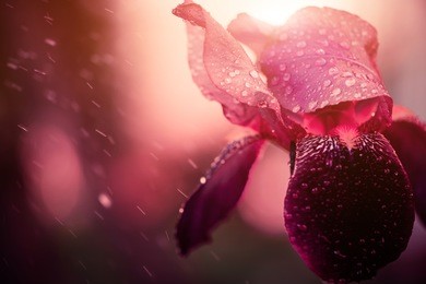 beautiful iris flower under rain at spring sunset