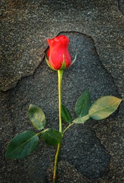 isolated long stem red rose bud