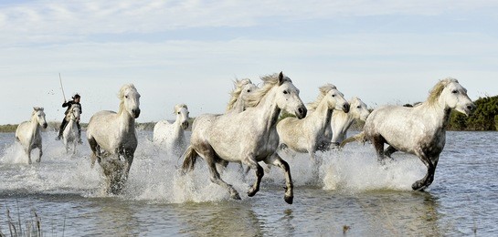riders and white horses of camargue running through water. france black and white photo
