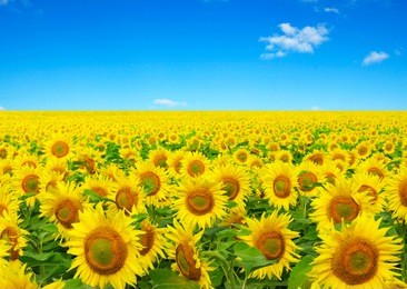 sunflowers field on sky background