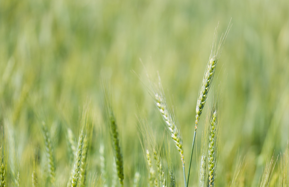 young green wheat growing on a farmland in the swartland in the western cape of south africa