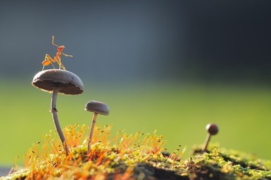 a weaver ant want to jump from a mushroom with green and black background