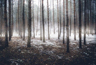 landscape of spooky winter forest covered by mist