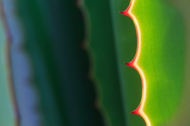 close up thorn of agave plant in the gardens