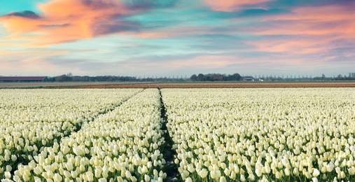 colorful spring morning on the tulip farm near espel village. beautiful outdoor scenery in netherlands, europe. instagram toning.
