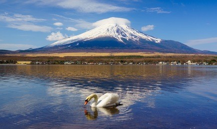 white swan with mount fuji at yamanaka lake, yamanashi, japan