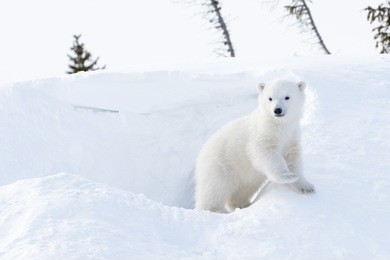 polar bear (ursus maritimus) cub coming out den, wapusk national park, canada.