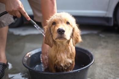 golden retriever puppy gets a bath