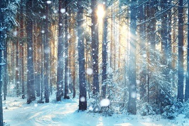 frosty winter landscape in snowy forest