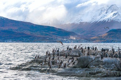 king cormorant colony sits on an island in the beagle channel. sea lions are visible laying on the island as well. tierra del fuego, argentina - chile