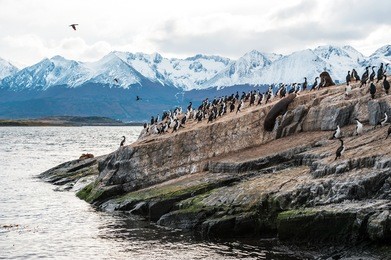 sea lion and king cormorant colony sits on an island in the beagle channel. tierra del fuego, argentina - chile