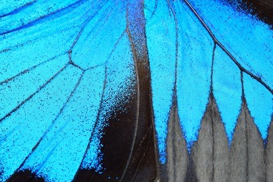 blue butterfly wing, nature pattern texture background