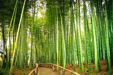 bamboo road