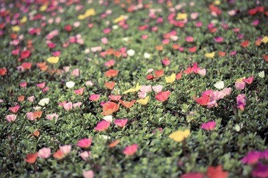 portulaca or little hogweed flowers - vintage effect filter