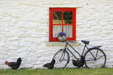 rural scene: traditional irish cottage with bicycle and farm animals